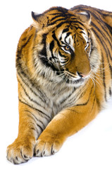Obraz premium tigre couché