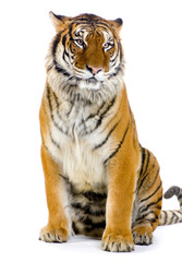 Obraz na płótnie Canvas Tiger Assis