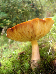 toadstool on a river bank