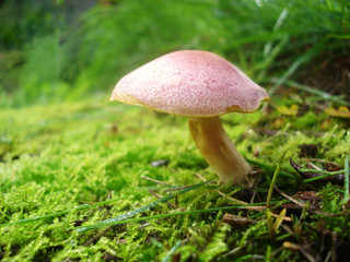 toadstool