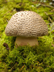 toadstool