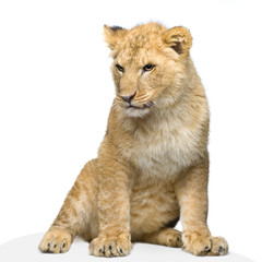 lionceau de 7 mois assis