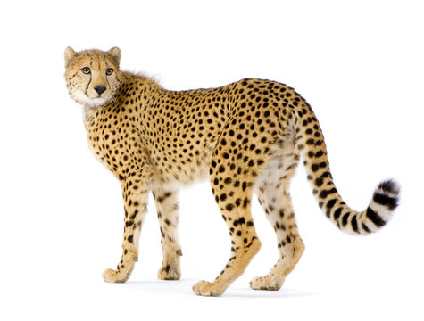 gu&eacute;pard adulte debout