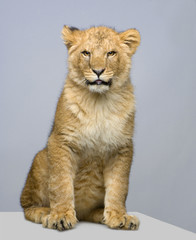 Fototapeta premium lionceau de 7 mois assis