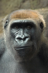 frowning gorilla
