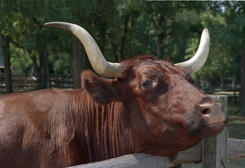 long horn steer