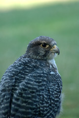 falcon