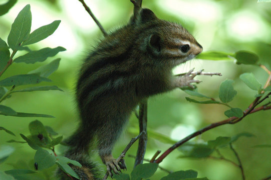 รูปภาพChipmonk – เลือกดูภาพถ่ายสต็อก เวกเตอร์ และวิดีโอ76,877 | Adobe Stock
