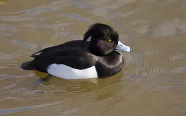 tufted duck