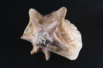 sea shell