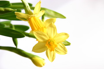 Obraz na płótnie Canvas yellow daffodils