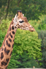 giraffe