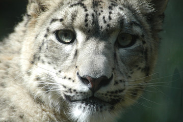 Obraz premium snow leopard