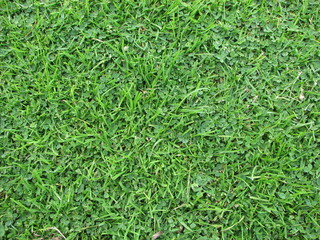 green grass