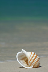 colorful seashell on a tropical sandy beach