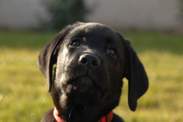 labrador
