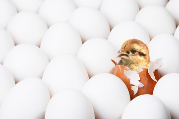 new-born chick