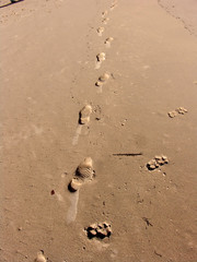 footprints
