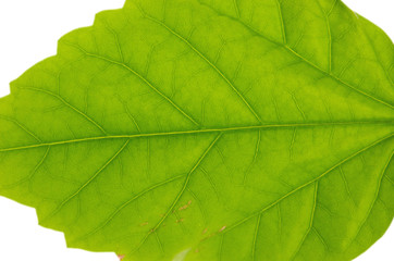 Fototapeta na wymiar juicy leaf