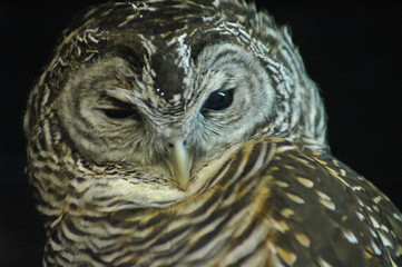 owl