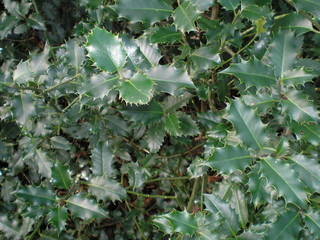holly
