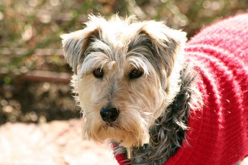 foto primo piano di cane vestito - dressed dog