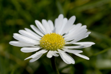 g&auml;nsebl&uuml;mchen