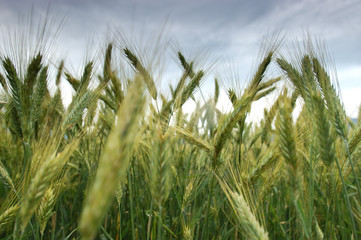 rye field in late summer - 2375563