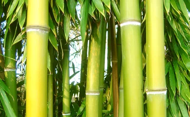 Papier Peint photo Bambou forêt de bambous