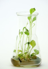 lab experiment plant