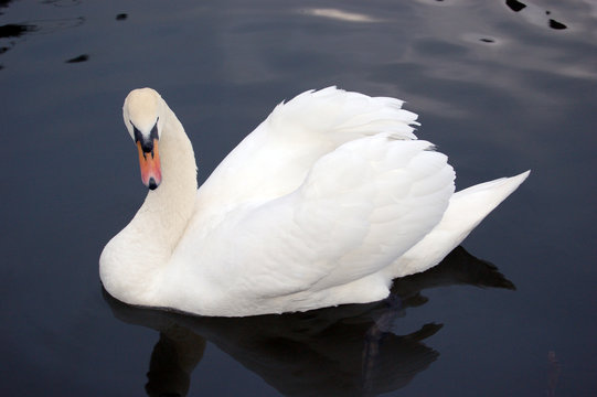 cygnes 1