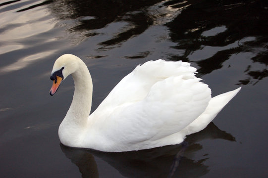 cygnes 2