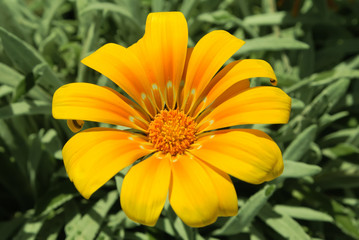 Yellow bright sunny flowers background over green.