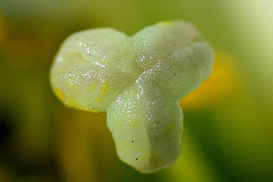 bl&uuml;tenstempel
