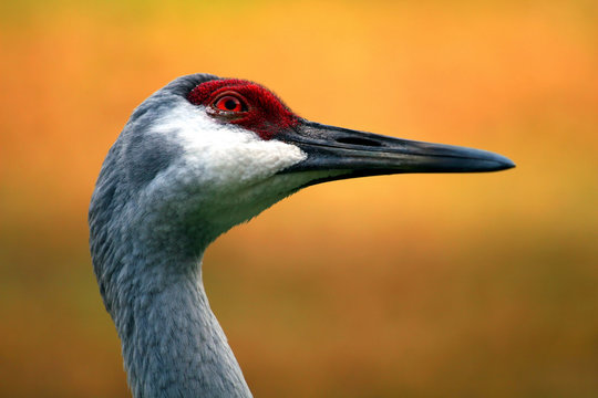 sandhill crane portrait