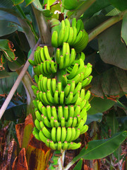 platanos verdes © bodo011