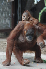 mother and baby orangutang