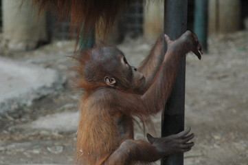 baby orangutang climbing,