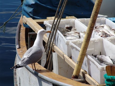 seagull