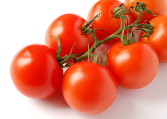tomatenstrauch