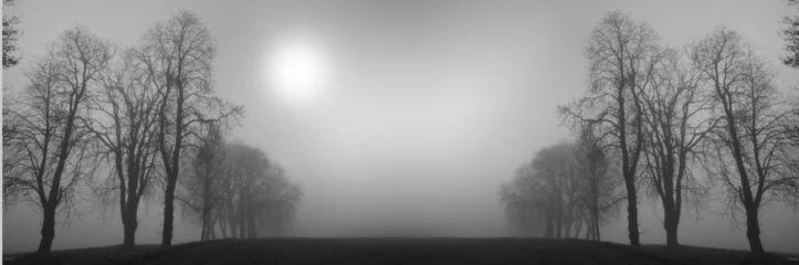 Zelfklevend behang Bomen winterbomen