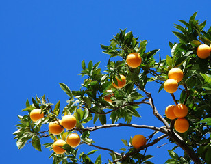orange tree - 2380753