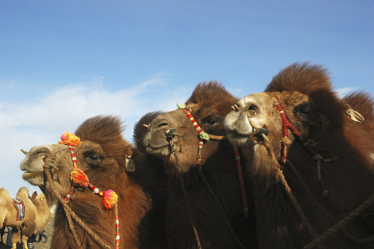 three camels