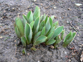 tulip leaves