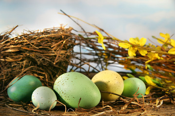 bird nest and eggs