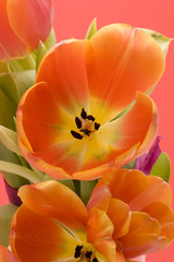 Obraz na płótnie Canvas orange tulips