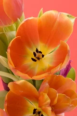 Gardinen orange Tulpen © Martin Garnham