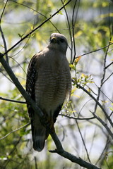 red-shouldered hawk (3)