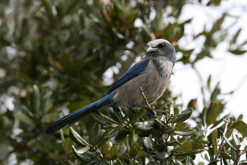 florida scrub jay (2)