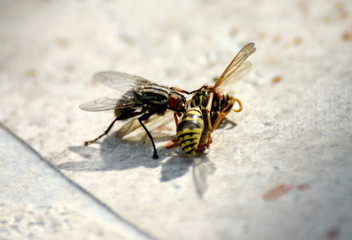 A fly eats a dead wasp